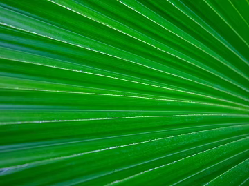 leaves texture (ID:ffaag11322)