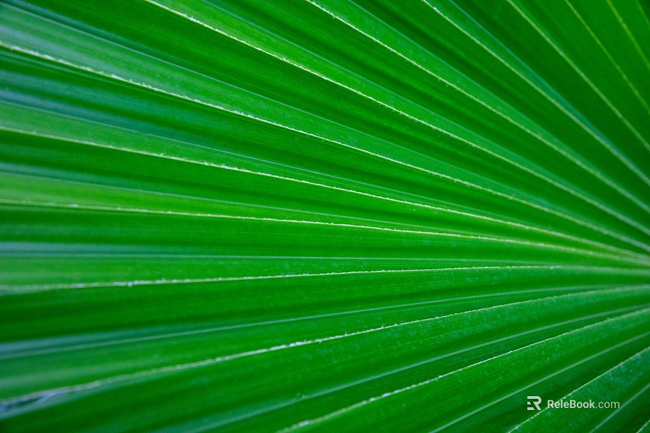leaves texture