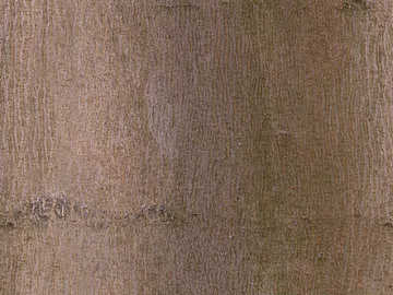 bark texture (ID:ffabg23919)