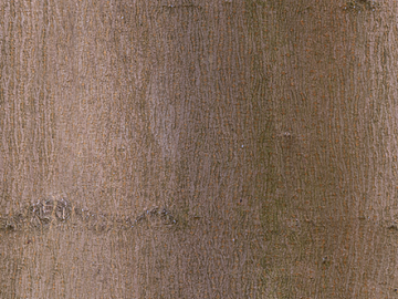 bark texture (ID:ffabg23919)