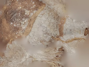 Old weathered bark wall decoration 3d model