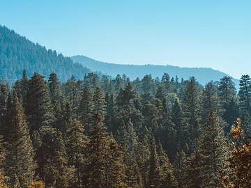 dense coniferous forest yellowing mist mountains blue sky forest sky exterior view texture (ID:ffach867263)