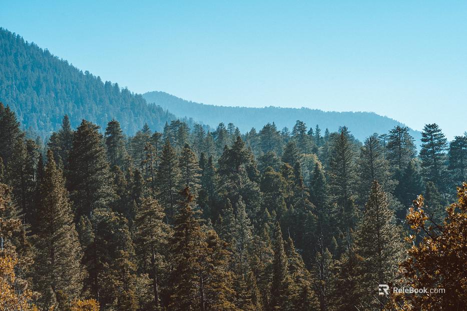dense coniferous forest yellowing mist mountains blue sky forest sky exterior view texture