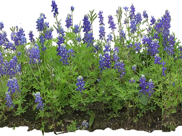Blue purple lupine courtyard landscaping texture (ID:ffaeh391332)