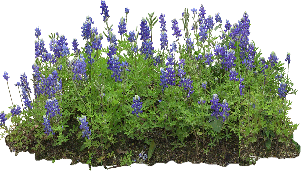 Blue purple lupine courtyard landscaping texture