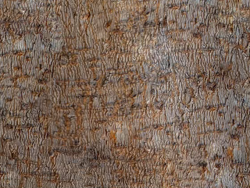 bark texture (ID:ffabg73733)