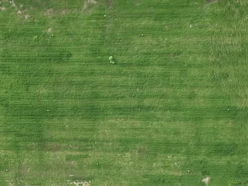Turf texture (ID:ffach716014)