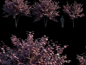 Fuchsia Canada Bauhinia Garden Green Planting texture (ID:ffaeh837091)