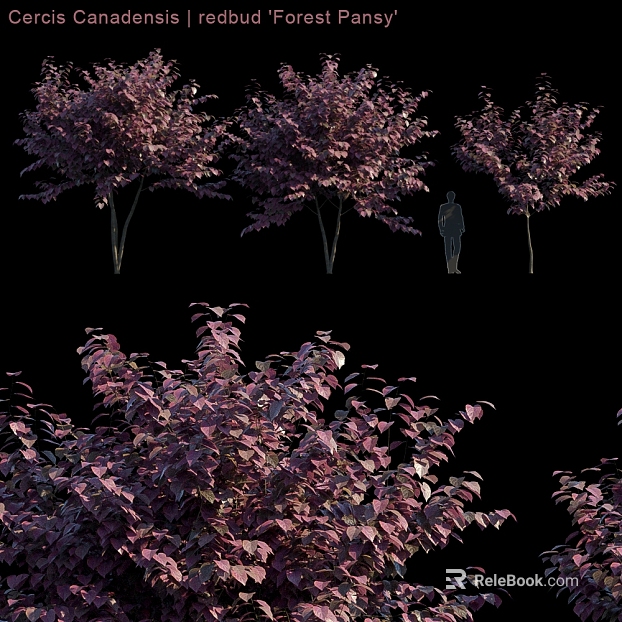 Fuchsia Canada Bauhinia Garden Green Planting texture