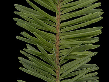 leaves texture (ID:ffaeg17299)