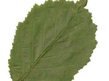 leaves texture (ID:ffaag68207)