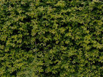 Plants texture (ID:ffacg20090)