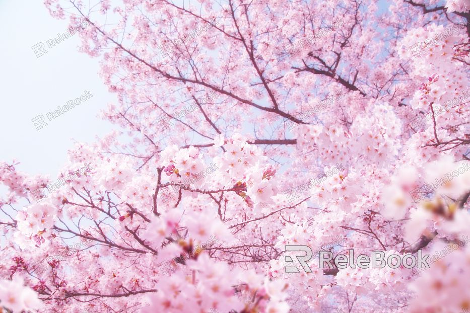 "Sakura, the image showcases a serene scene of cherry blossoms in full bloom, pink petals delicately floating amidst emerald green leaves, encapsulating the ephemeral beauty of spring."