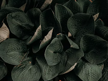 Plants texture (ID:ffaeg60197)