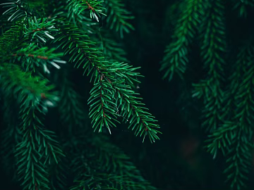 leaves texture (ID:ffabg21032)