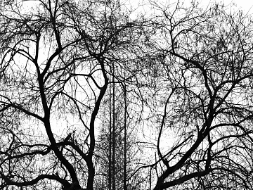 Black and white tree shadow concave-convex decorative painting texture (ID:ffach850253)