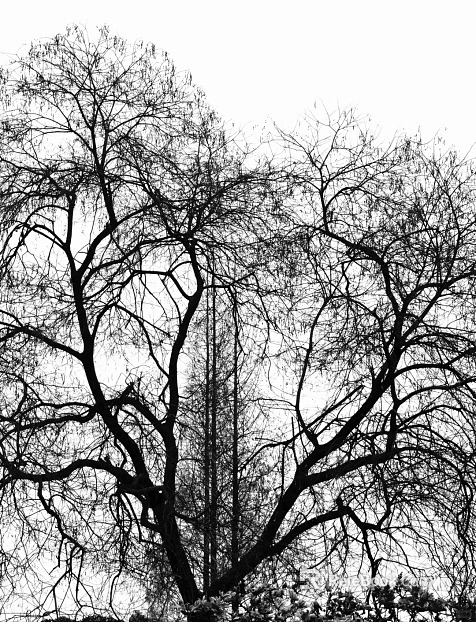 Black and white tree shadow concave-convex decorative painting texture