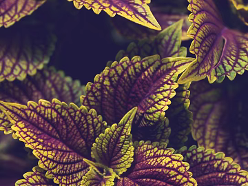 plant pattern texture (ID:ffagg93808)