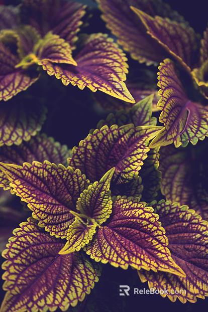 plant pattern texture