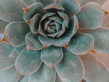 succulents texture (ID:ffagg45958)