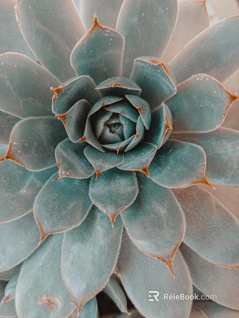 succulents texture