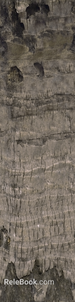bark texture