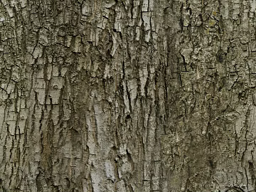 bark texture (ID:ffhee295)