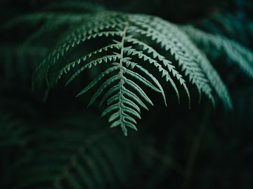 leaves texture (ID:ffaeg91788)