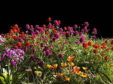 Multicolor mixed flowers decorative landscaping texture (ID:ffaeh944666)