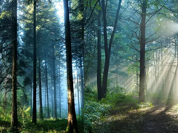 Wild Scenery texture (ID:ffaeg76020)