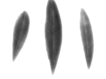 Black and white leaf natural decorative elements texture (ID:ffaeh567346)