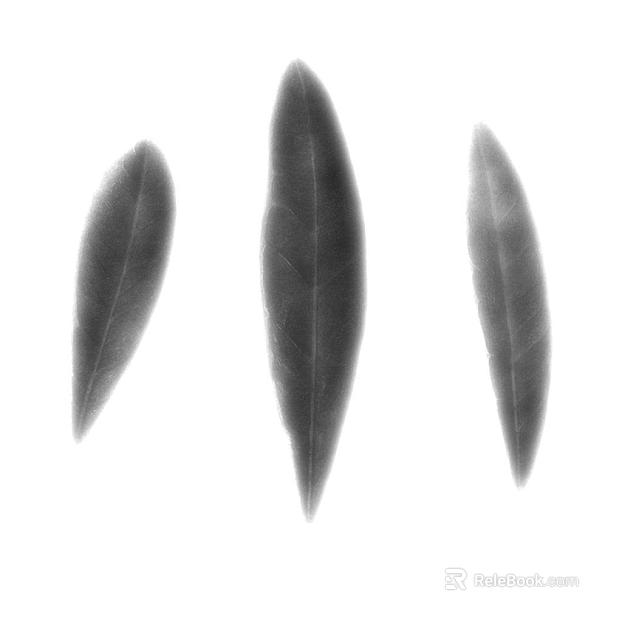 Black and white leaf natural decorative elements texture