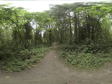 Wild Forest Daytime HDR texture (ID:ffabg71051)