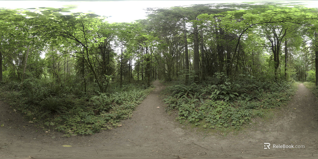 Wild Forest Daytime HDR texture