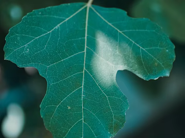 leaves texture (ID:ffagg14875)