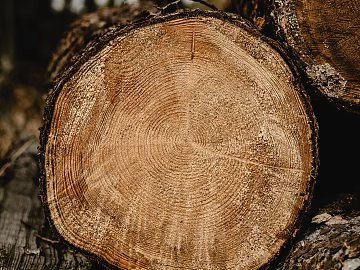 Trunk section texture (ID:ffagg19723)