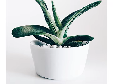 Plant painting texture (ID:ffaeg70985)
