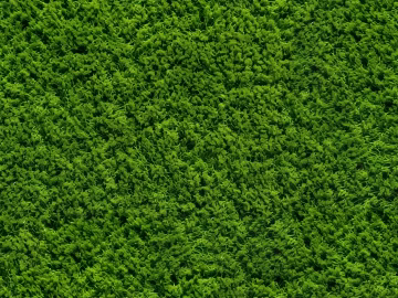 moss texture (ID:ffach095466)