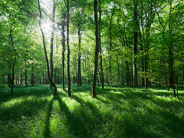 Wild Scenery texture (ID:ffajg46535)