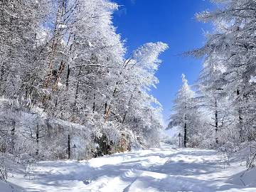 Silver White Snow Covered Forest Road Wild Snow Scene texture (ID:ffaeh080189)