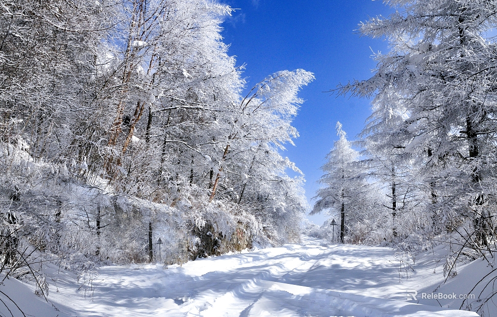 Silver White Snow Covered Forest Road Wild Snow Scene texture