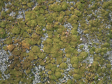 moss texture (ID:ffacg53942)