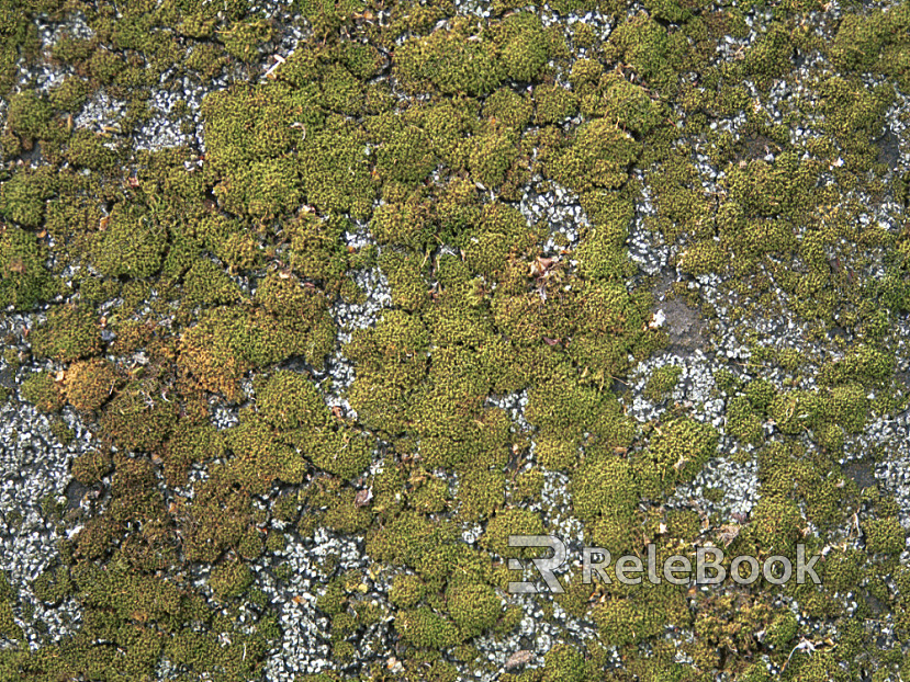 Lush, verdant moss landscape, with vibrant green textures covering rocks and logs, under a filtered sunlight, creating a serene, almost mystical forest atmosphere.