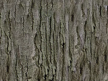 bark texture (ID:ffagg30212)
