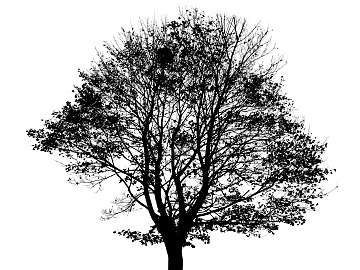 black and white tree shadow texture (ID:ffacg87609)