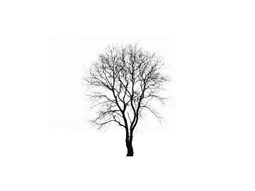 black and white tree shadow texture (ID:ffajg36037)