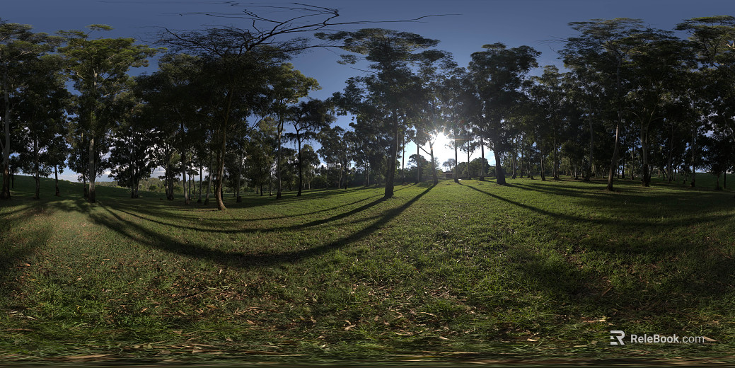 Outdoor Forest Sunny Day HDR texture