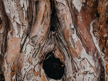 bark texture (ID:ffagg52543)