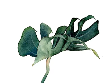 Flower Painting Hanging Painting Decorative Painting Plant Painting texture (ID:ffach741220)