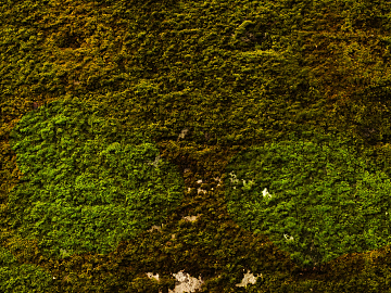 moss texture (ID:ffacg90088)